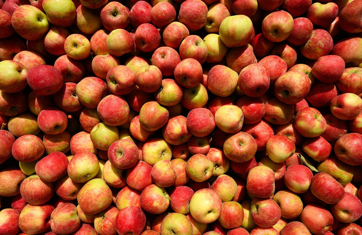 a pile of apples